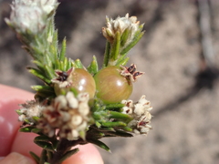 Phylica imberbis eriophoros