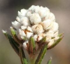 Phylica imberbis eriophoros