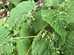 Phytoptus