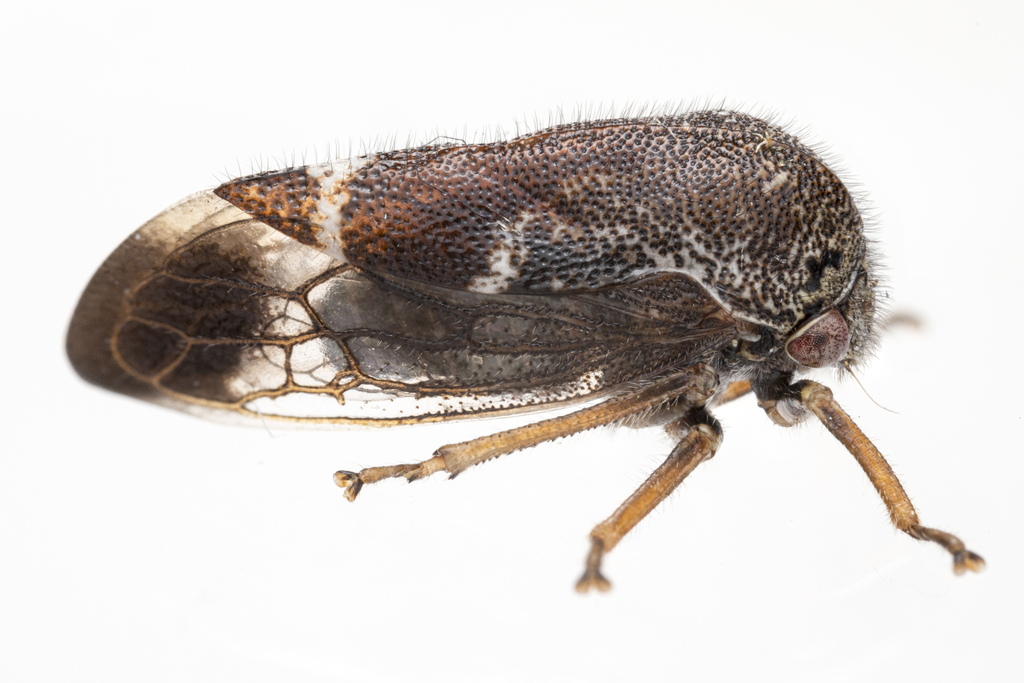 Ophiderma salamandra