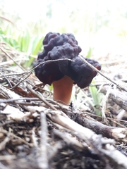 Gyromitra