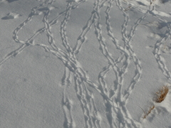 Callipepla californica