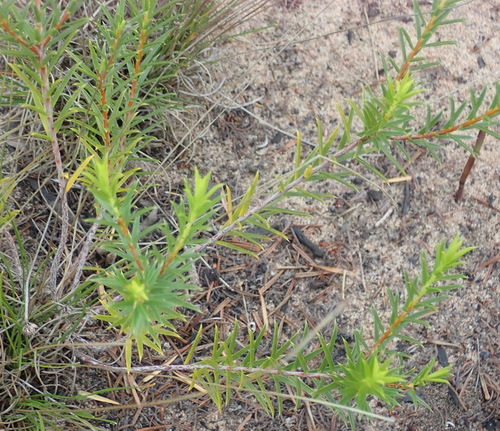 Image of Diosma aristata by (c) Nicola van Berkel, some rights reserved (CC BY-SA)