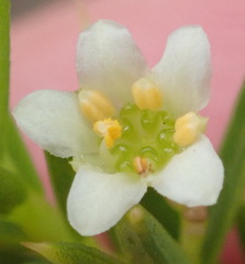 Diosma aristata