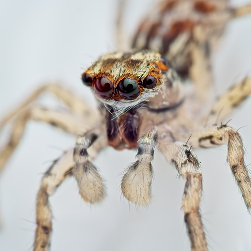 Dimorphic jumping spider