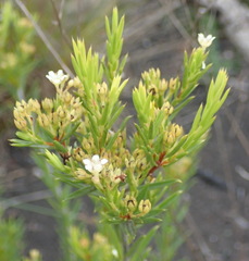 Diosma aristata