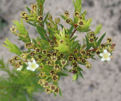 Image of Diosma aristata by (c) Nicola van Berkel, some rights reserved (CC BY-SA)