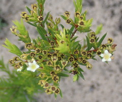 Diosma aristata