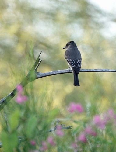 Western Wood-Pewee, Sherwood Heights, Scottsdale, AZ, USA, photo 9 of 10