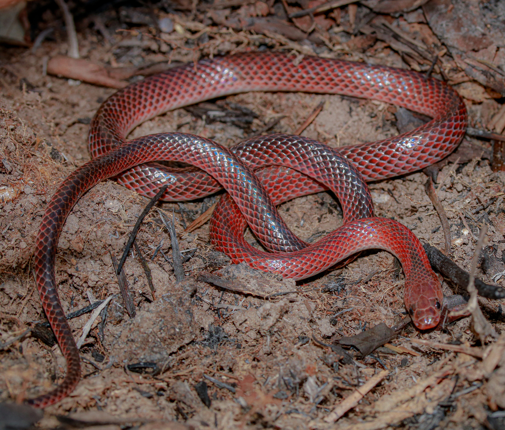 Black-striped Snake