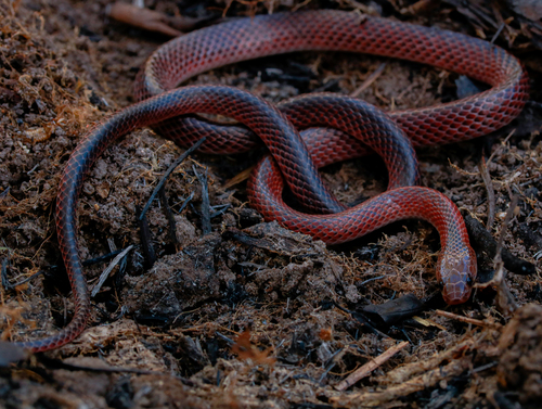 Black-striped Snake