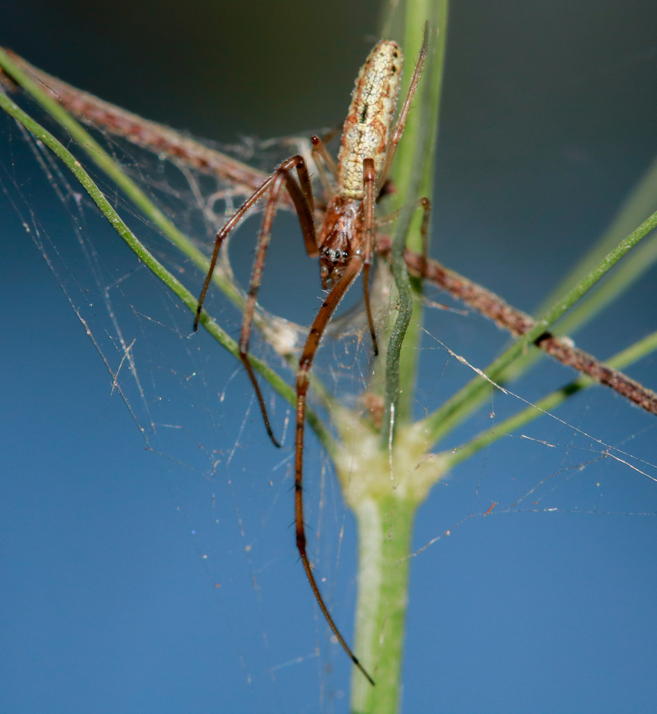 Tetragnatha from Townsville QLD, Australia on May 17, 2024 at 0410 PM