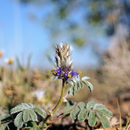 Image of Dalea lachnostachys by (c) Andrew Tree, some rights reserved (CC BY)
