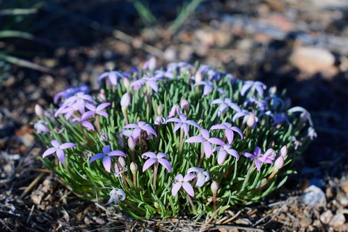 Image of Houstonia rubra by (c) Andrew Tree, some rights reserved (CC BY)