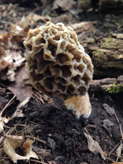 Morchella