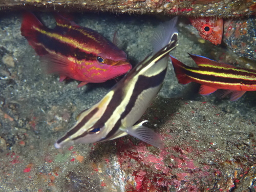 Rainbow basslet (Liopropoma fasciatum) — Serranidae — 5