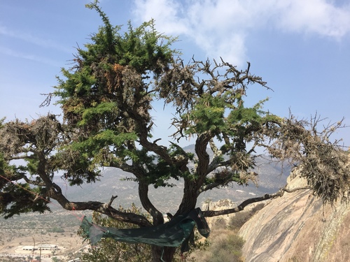 Schaffner's acacia