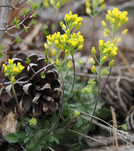 rough draba (Draba asprella)