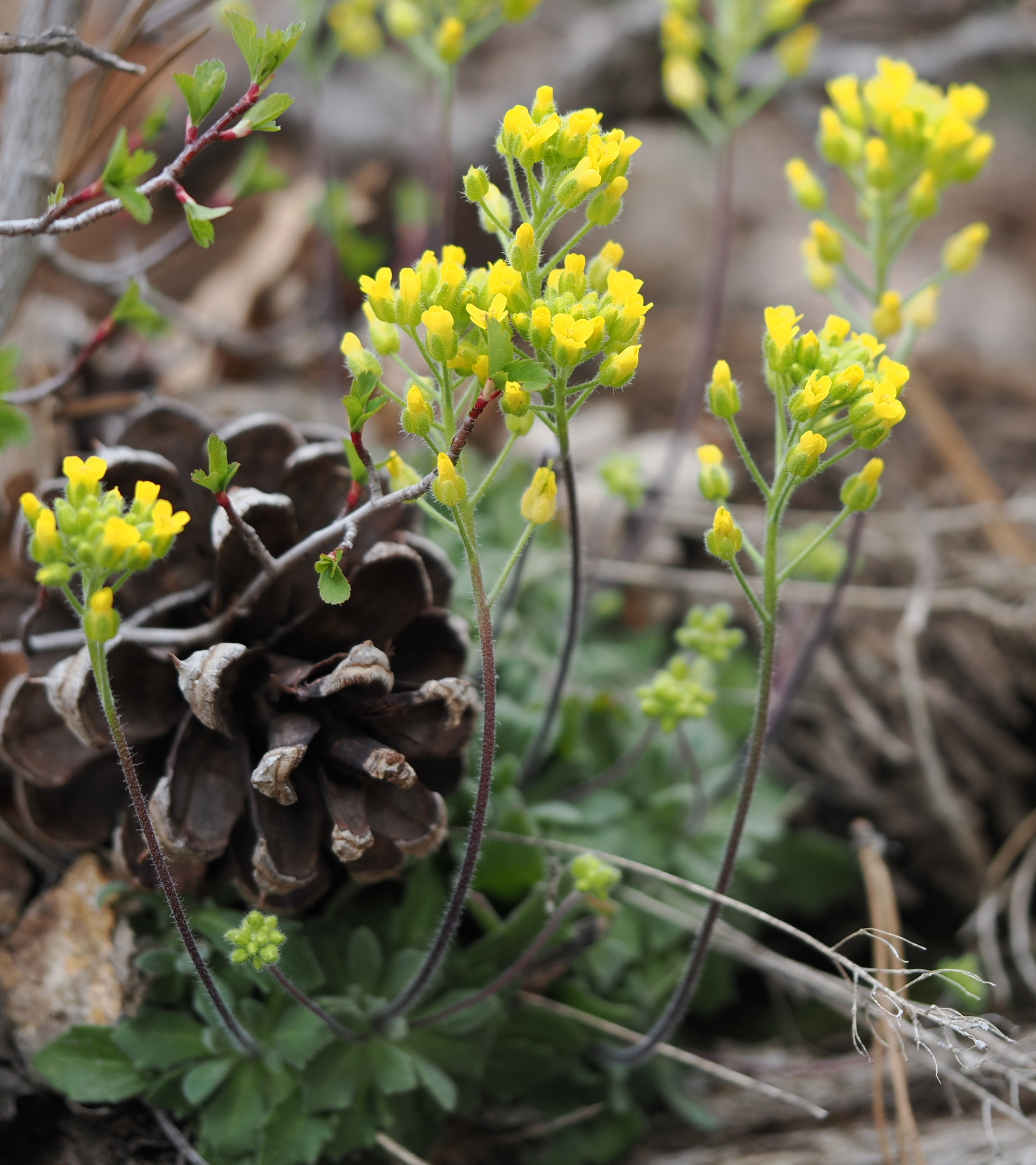 Draba asprella