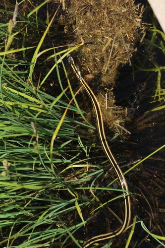 iNaturalist observation photo of Common Garter Snake