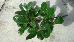 Pouteria grandiflora