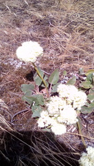 Eriogonum compositum compositum