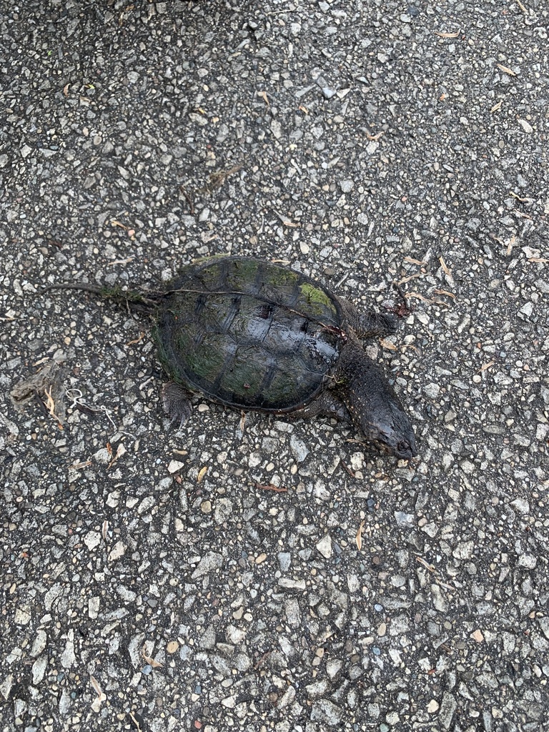 Common Snapping Turtle from County Road 13, South Bruce Peninsula, ON ...