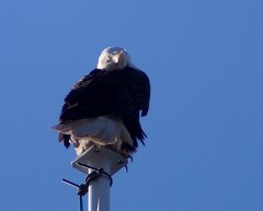Haliaeetus leucocephalus washingtoniensis