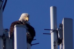 Haliaeetus leucocephalus washingtoniensis