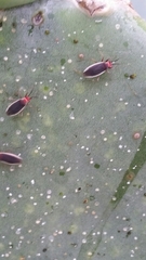 Hesperolabops gelastops