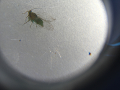 Platycorypha nigrivirga