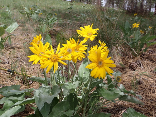 iNaturalist observation 2024-05-14