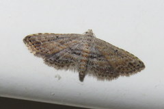 Araeopteron canescens