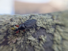 Bibio femoratus