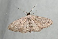Scopula desita