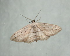 Scopula desita