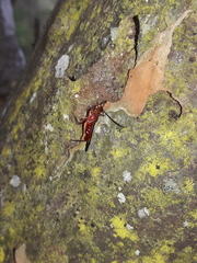Graptocleptes