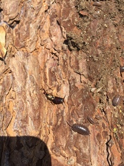 Forficula auricularia