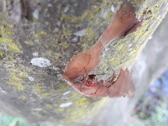 Graptocleptes