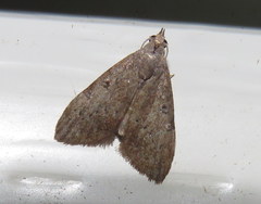 Nola pleurosema