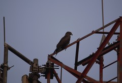 Milvus migrans