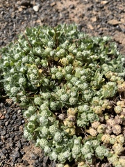 Psilocarphus tenellus