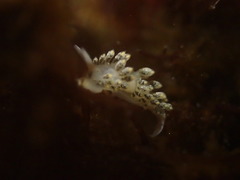 Diaphoreolis flavovulta