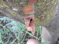Graptocleptes