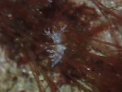 Dendronotidae