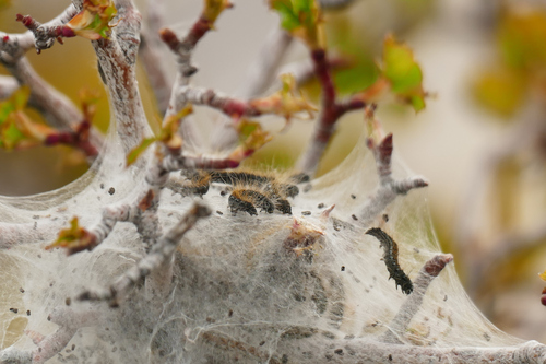 Southwestern Tent Caterpillar Moth photo 2