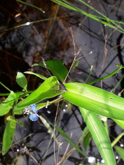 Proxys albopunctulatus