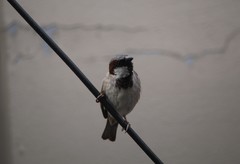 Passer domesticus