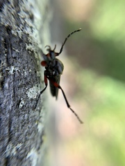 Bibio femoratus