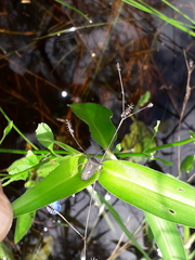 Proxys albopunctulatus